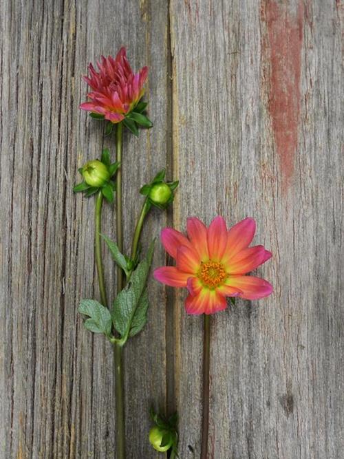 DARK PINK COLOR DAHLIA
